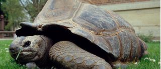 72051_tortue-kiki